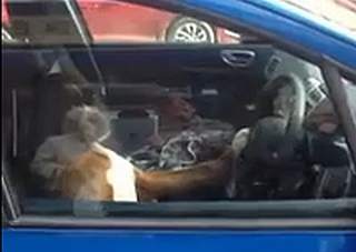 Boxer a klaksón v aute