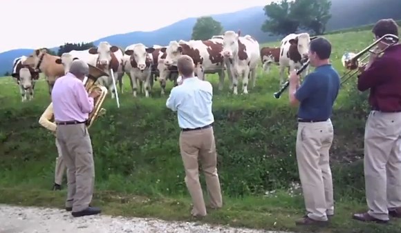 Hudba a kravy vo Francúzsku