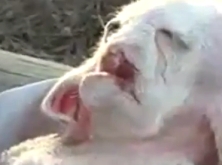 Zmutovaná koza v Gaze