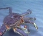 krab