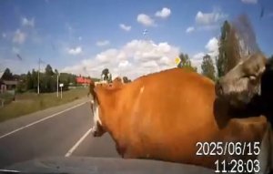 Kravy na ruskej ceste