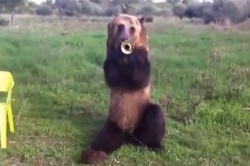 Maco medveď trúbka