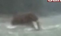 mamut
