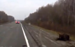 Havária s medveďom v Rusku