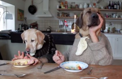 Pes a ľudské ruky pri jedle