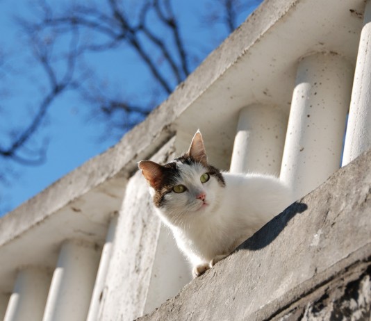 macaci-ostrov-japonsko