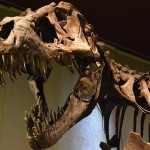 tyranosaurs