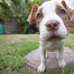 pritulny_pitbull