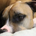 pritulny_pitbull1