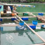 Halong Bay_001