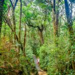V pralese narodneho parku Kinabalu