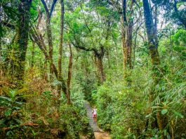 V pralese narodneho parku Kinabalu