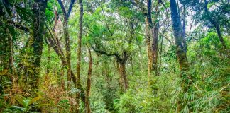 V pralese narodneho parku Kinabalu
