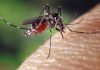 Vírus zika na Floride