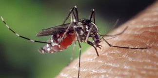 Vírus zika na Floride