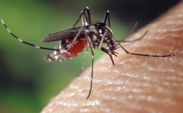 Vírus zika na Floride