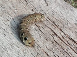 Hippotion celerio