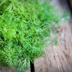 26294485 – dill