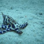 Blue Lined Octopus