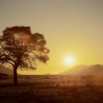 EXTREMEANIMALS:ONEWILDDAY_SKY1_GRASSLANDS_LANDSCAPE(2)