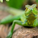 EXTREMEANIMALS:ONEWILDDAY_SKY1_JUNGLES_COSTARICA_BASILISK(2)