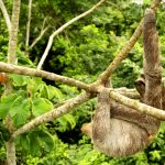 EXTREMEANIMALS:ONEWILDDAY_SKY1_JUNGLES_PANAMA_SLOTH