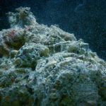 Reef Stonefish