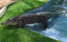Aligátor krokodíl s protézou