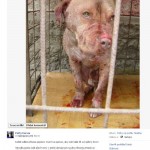 Facebook a podvod krvavý pes