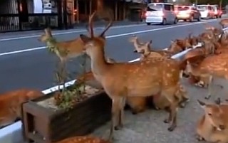 Jelene v Japonsku