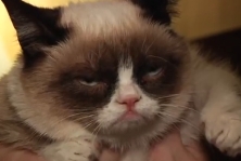 Naštvaná mačka Grumpy cats
