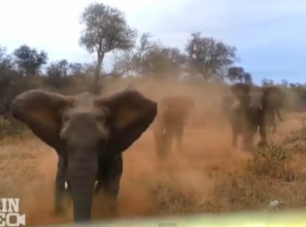 Naštvaný slon v africkom Safari